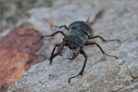 <p>ROHÁČ OBECNÝ (Lucanus cervus) --- jižní Morava, Pouzdřanská step ---- /Stag beetle - Hirschkäfer/</p>